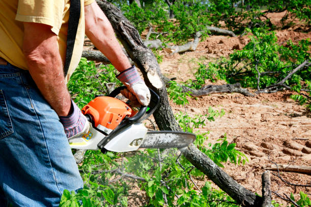 Emergency Storm Tree Removal in Victoria, KS